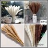 10 Stems Dried Mini Pampas Grass